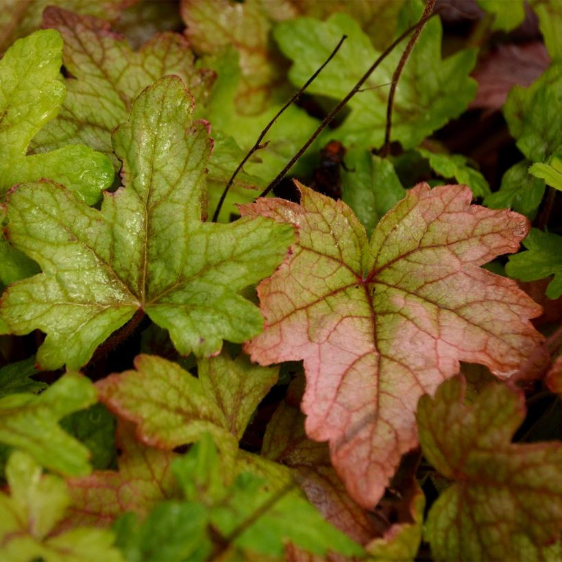 Heucherella Alabama Sunrise - Purperklokje (Blad)