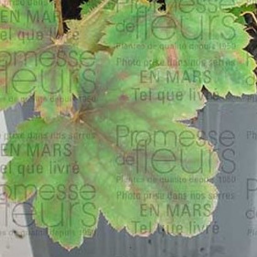 Heucherella Bridget Bloom - Purperklokje (Blad)