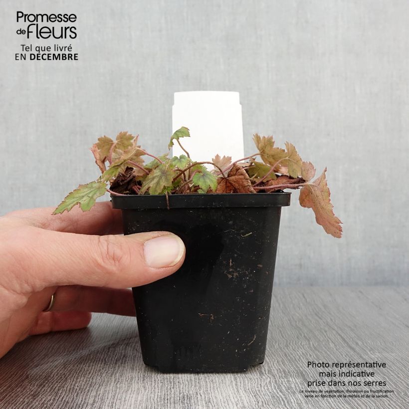 Exemplaar van Heucherella Bridget Bloom - Purperklokje Kweekpotje van 8/9 cm zoals geleverd in de herfst