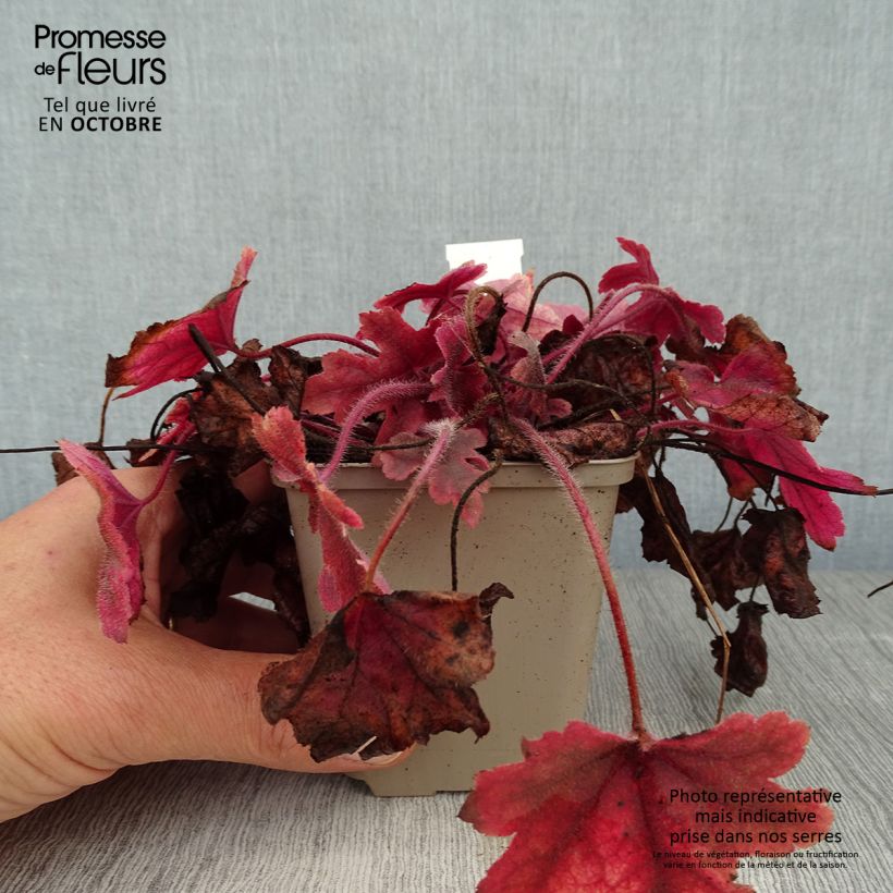 Exemplaar van Heucherella Brass Lantern® - Purperklokje Kweekpotje van 8/9 cm zoals geleverd in de herfst