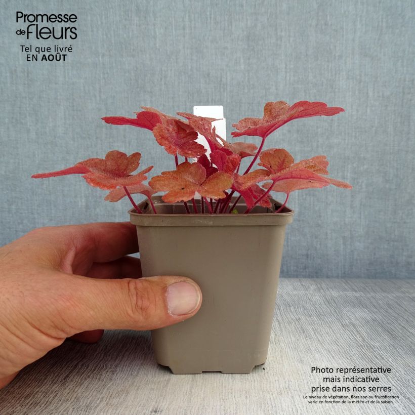 Exemplaar van Heucherella Buttered Rum - Purperklokje Kweekpotje van 8/9 cm zoals geleverd in de zomer