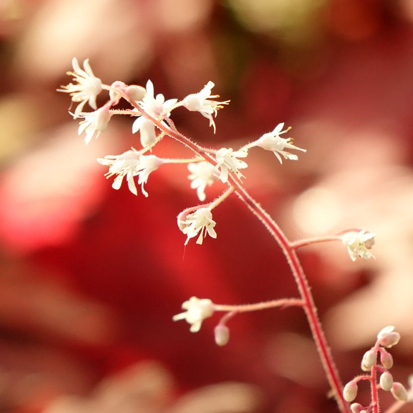 Heucherella Buttered Rum - Purperklokje (Blad)