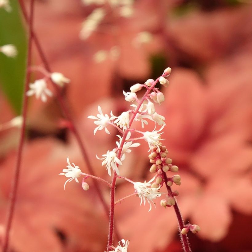 Heucherella Buttered Rum - Purperklokje (Bloei)