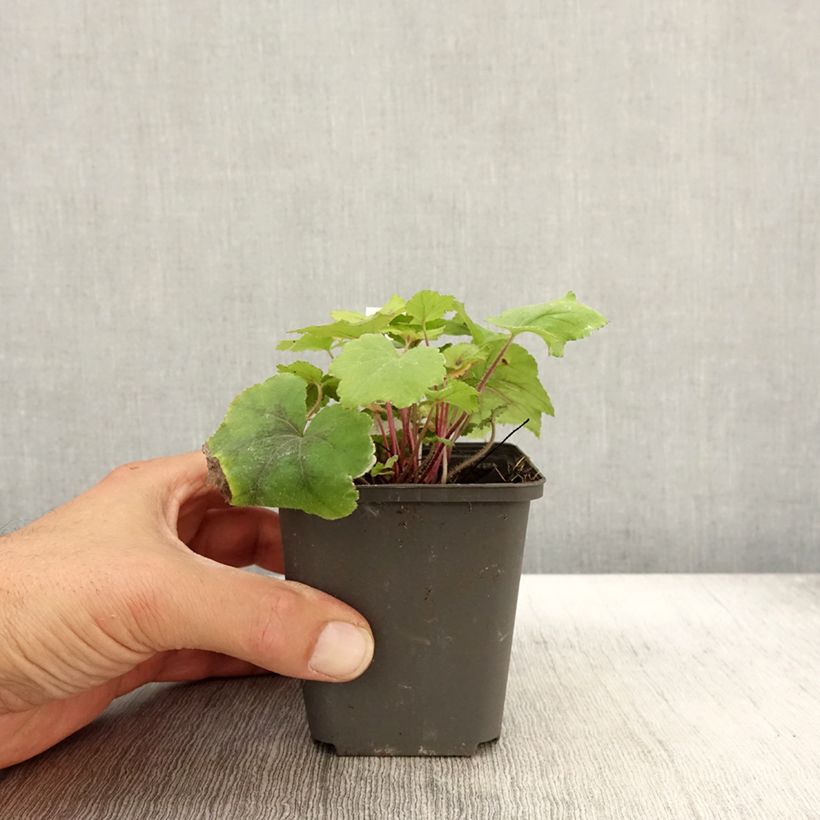 Exemplaar van Heucherella Citrus Shock - Purperklokje Kweekpotje van 8/9 cm zoals geleverd in de herfst