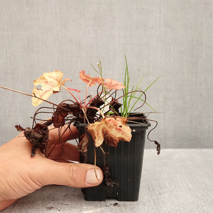 Exemplaar van Heucherella Copper Cascade - Purperklokje Kweekpotje van 8/9 cm zoals geleverd in de herfst