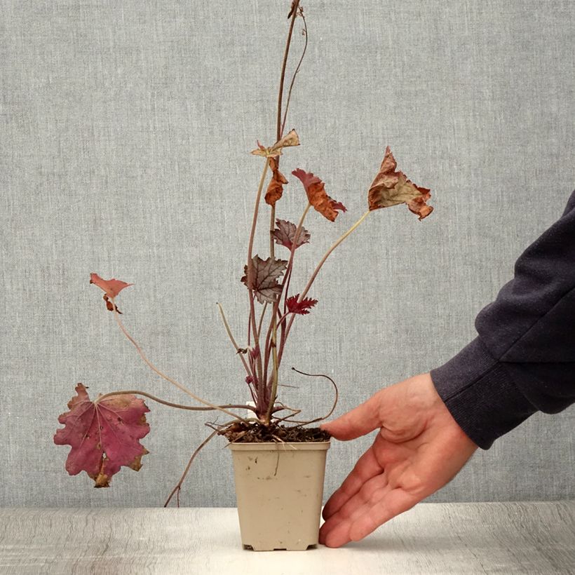 Exemplaar van Heucherella Cracked Ice - Purperklokje Kweekpotje van 8/9 cm zoals geleverd in de zomer