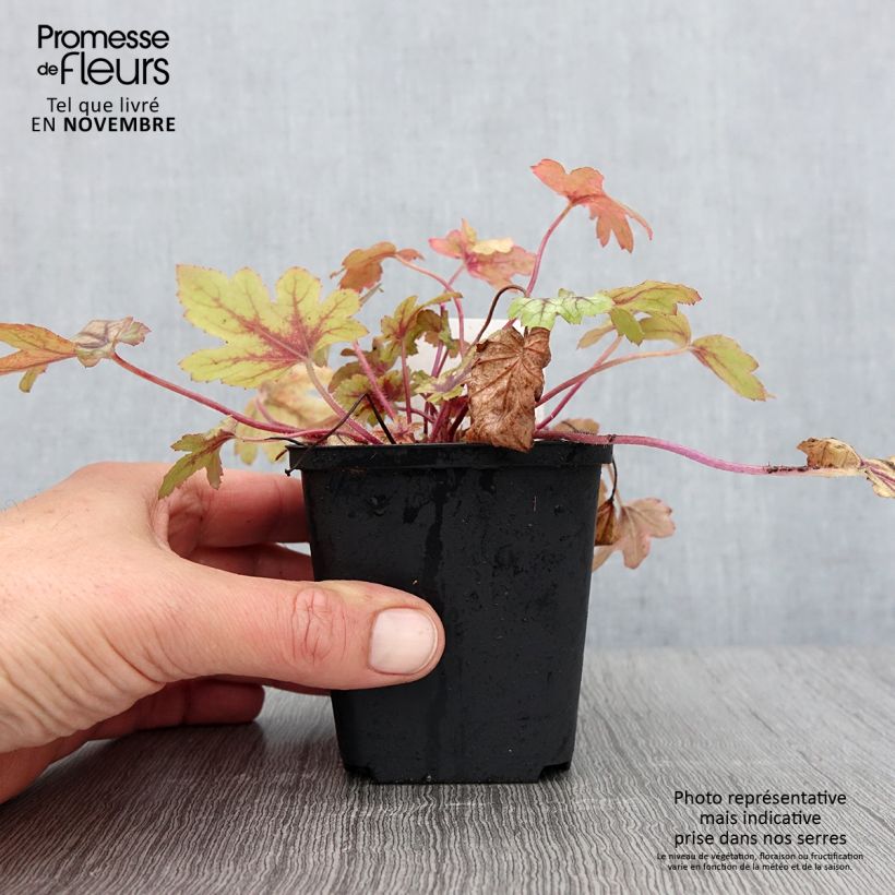 Exemplaar van Heucherella Eye Spy - Purperklokje Kweekpotje van 8/9 cm zoals geleverd in de herfst