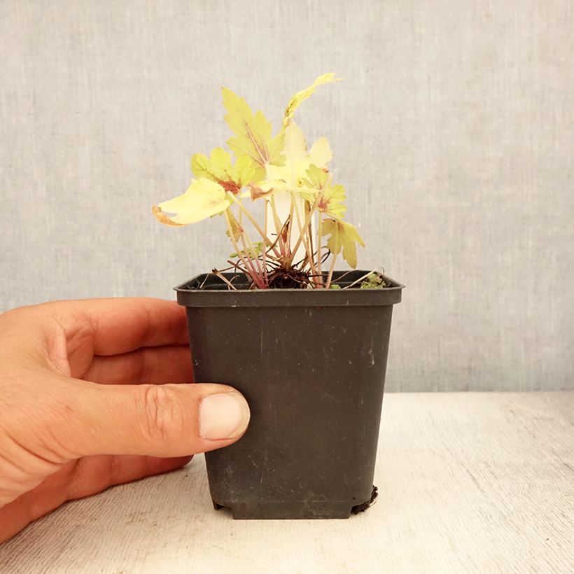 Exemplaar van Heucherella Eye Spy - Purperklokje Kweekpotje van 8/9 cm zoals geleverd in de zomer