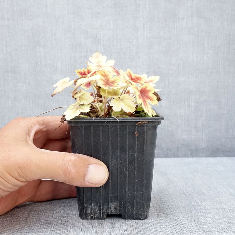 Exemplaar van Heucherella Golden Zebra - Purperklokje Kweekpotje van 8/9 cm zoals geleverd in de zomer