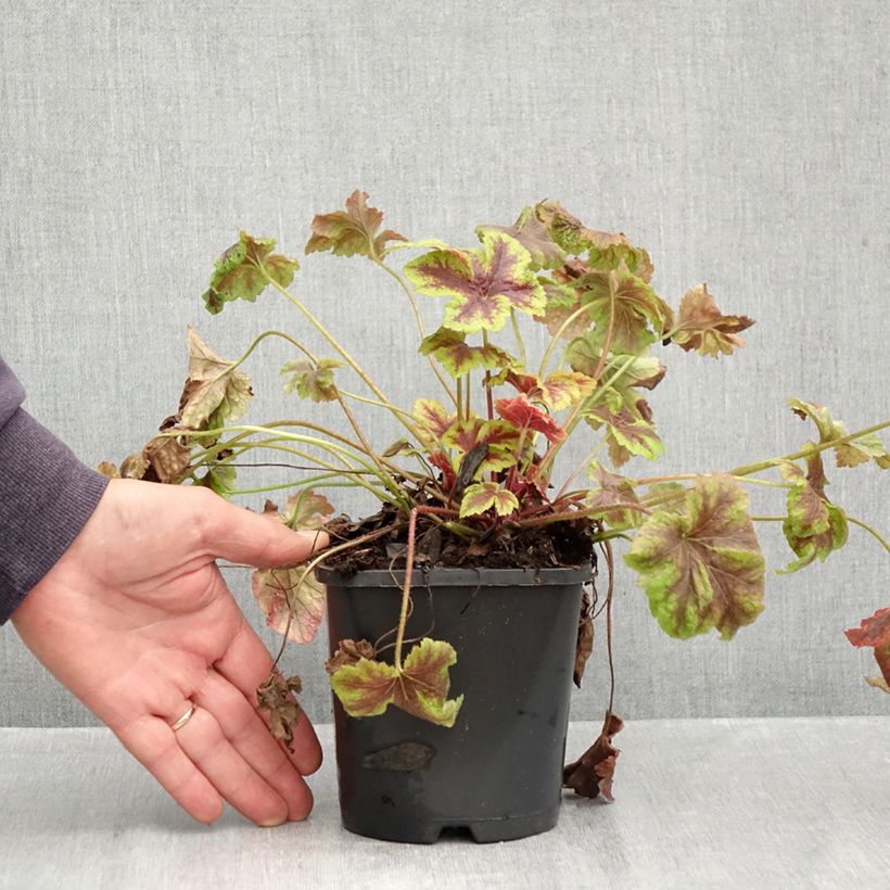 Exemplaar van Heucherella Golden Zebra - Purperklokje Pot van 1,5 l/2 l zoals geleverd in de herfst