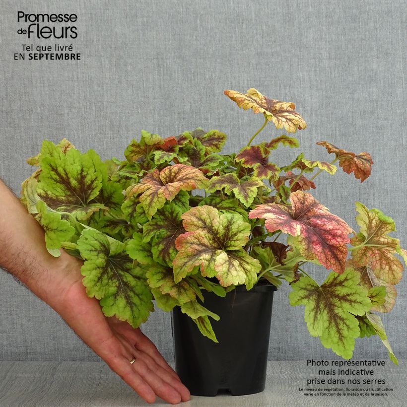 Exemplaar van Heucherella Golden Zebra - Purperklokje Pot van 1,5 l/2 l zoals geleverd in de zomer