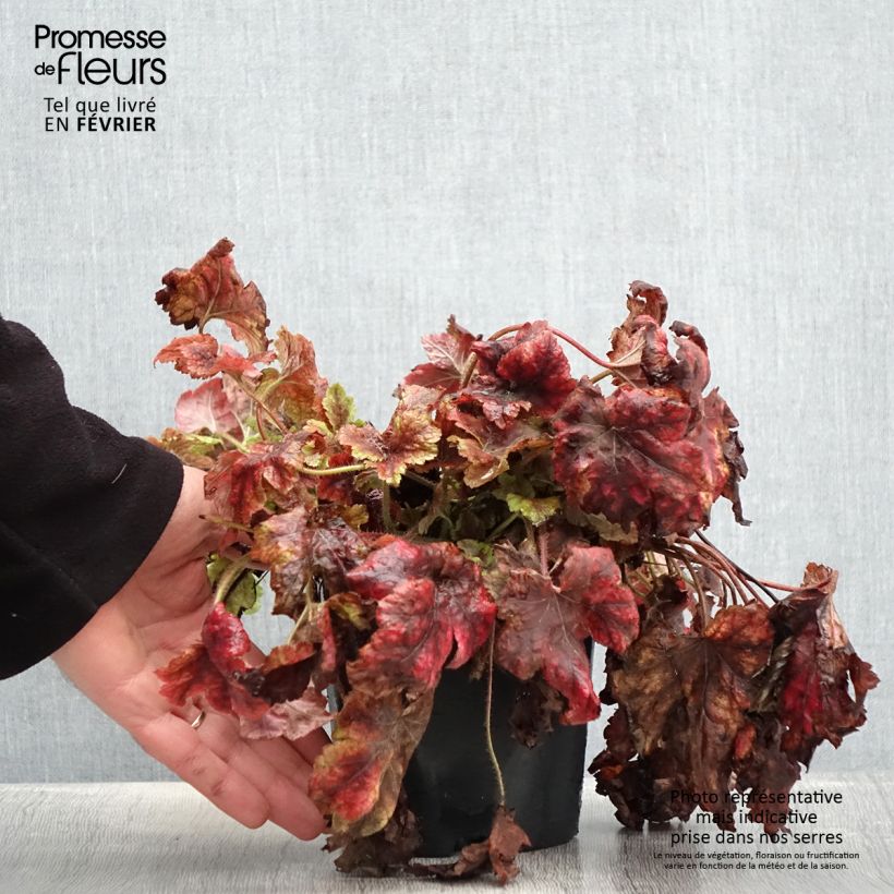 Exemplaar van Heucherella Golden Zebra Pot de 1,5L/2L zoals geleverd in de winter