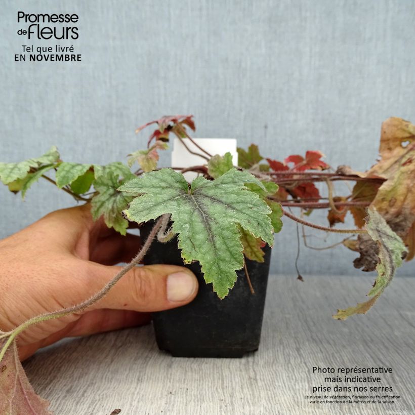 Exemplaar van Heucherella Kimono - Purperklokje Kweekpotje van 8/9 cm zoals geleverd in de herfst