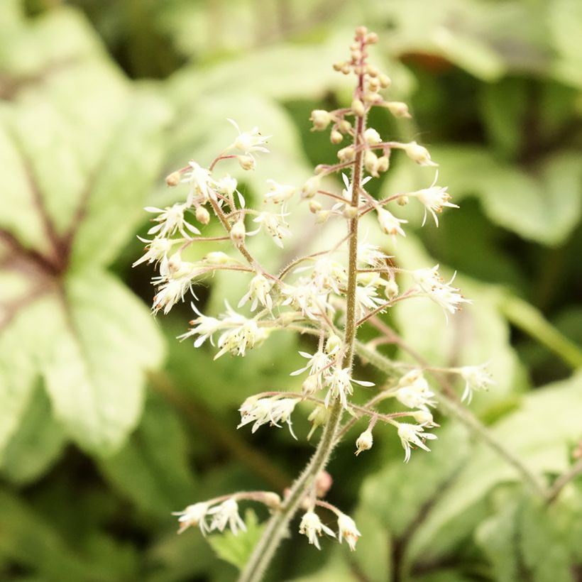 Heucherella Kimono - Purperklokje (Bloei)