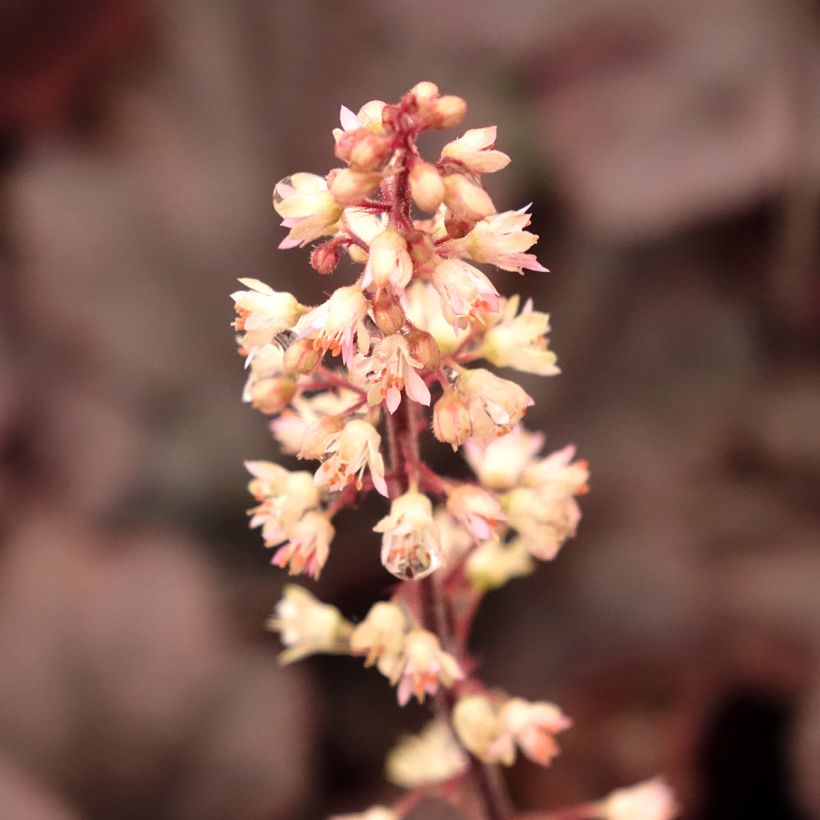 Heucherella Onyx - Purperklokje (Bloei)