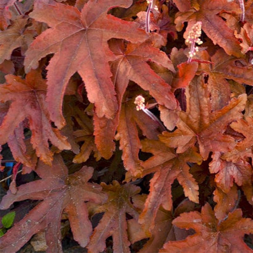 Heucherella Red Rover - Purperklokje (Blad)