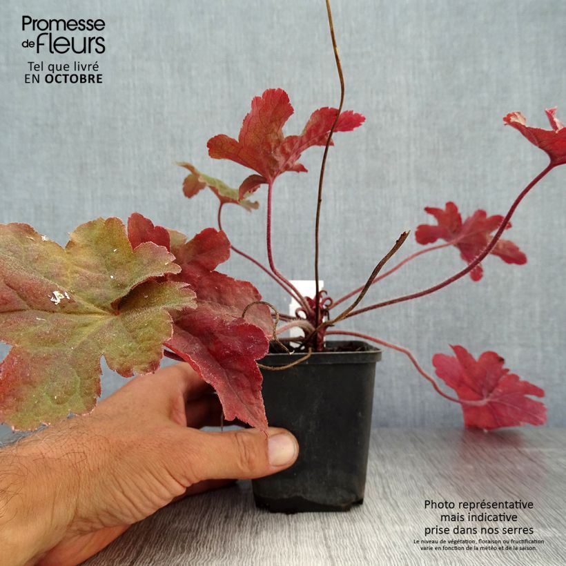 Exemplaar van Heucherella Red Rover - Purperklokje Kweekpotje van 8/9 cm zoals geleverd in de herfst