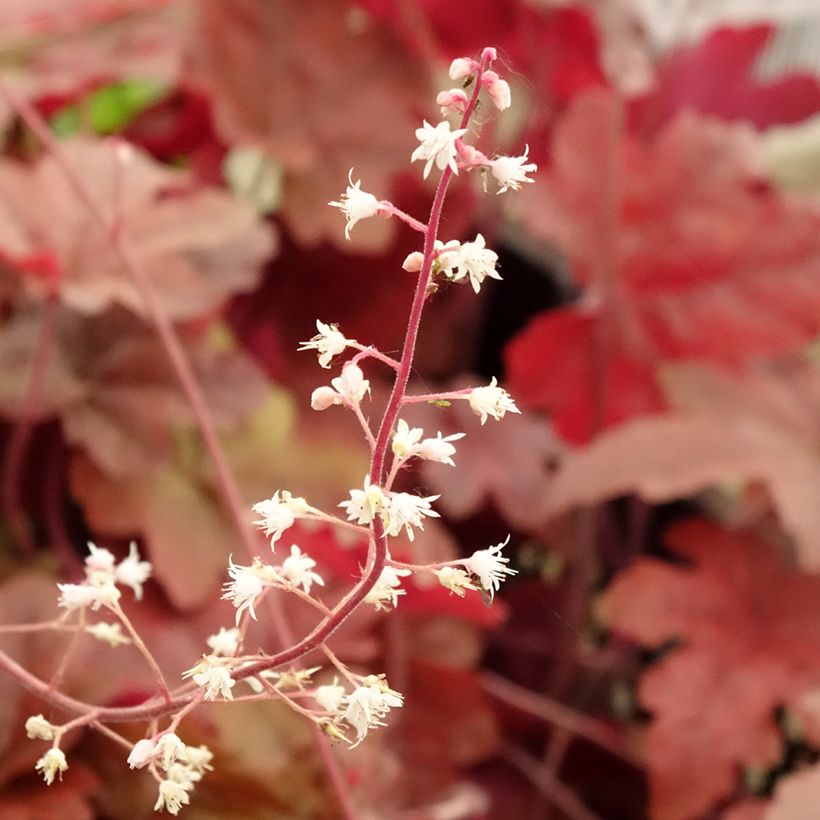 Heucherella Red Rover - Purperklokje (Bloei)