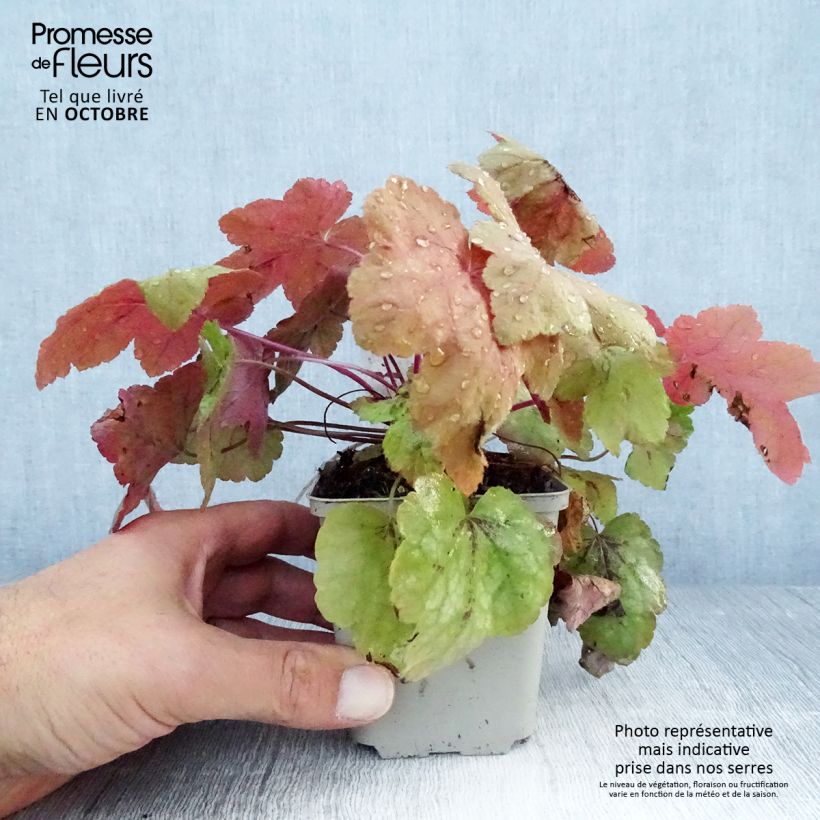Exemplaar van Heucherella Redstone Fall - Purperklokje Kweekpotje van 8/9 cm zoals geleverd in de herfst