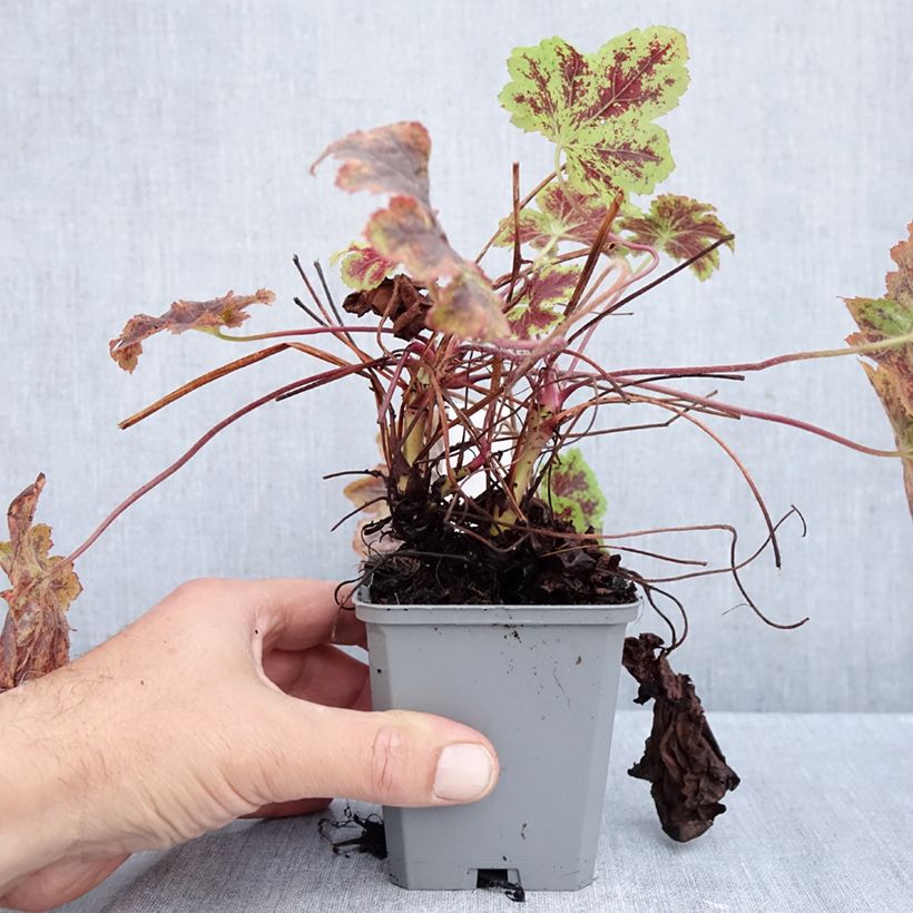 Exemplaar van Heucherella Solar Power - Purperklokje Kweekpotje van 8/9 cm zoals geleverd in de herfst