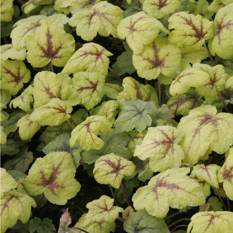 Heucherella Stoplight - Purperklokje (Blad)