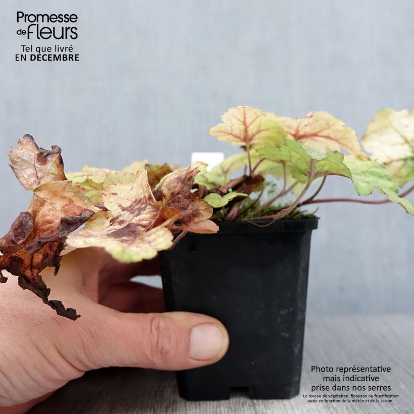 Exemplaar van Heucherella Stoplight - Purperklokje Kweekpotje van 8/9 cm zoals geleverd in de herfst