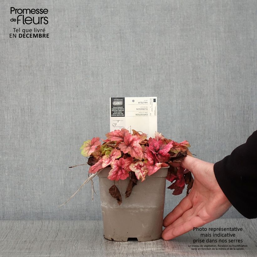 Exemplaar van Heucherella Stoplight - Purperklokje Pot van 2 l/3 l zoals geleverd in de herfst