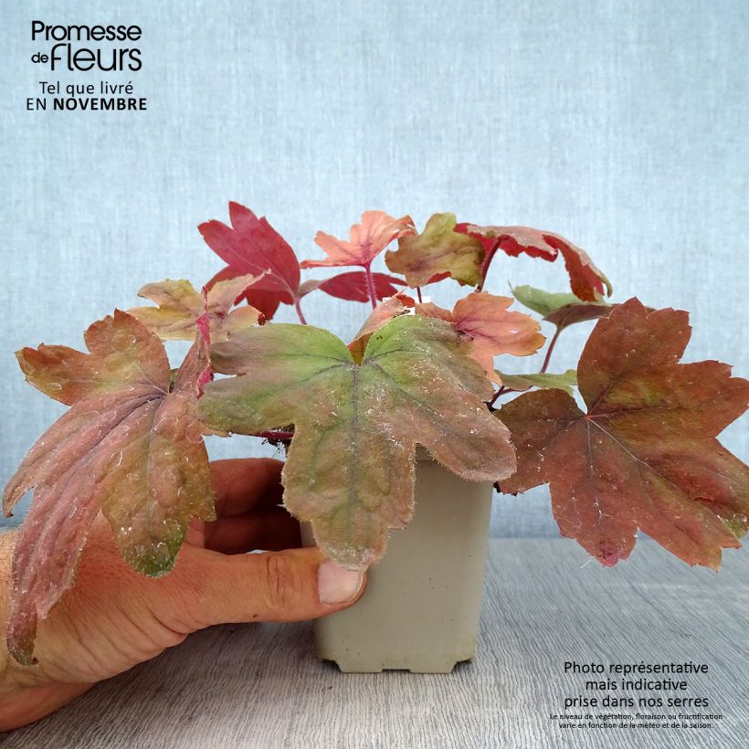 Exemplaar van Heucherella Sweet Tea - Purperklokje Kweekpotje van 8/9 cm zoals geleverd in de herfst