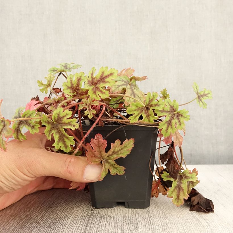 Exemplaar van Heucherella Tapestry - Purperklokje Kweekpotje van 8/9 cm zoals geleverd in de herfst