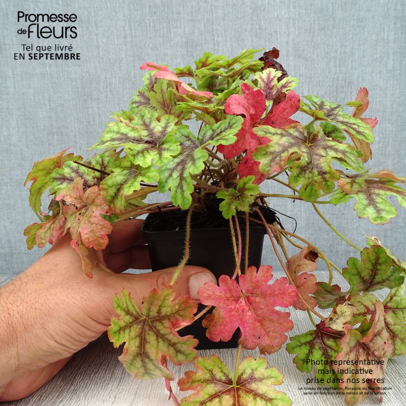 Exemplaar van Heucherella Tapestry - Purperklokje Kweekpotje van 8/9 cm zoals geleverd in de zomer