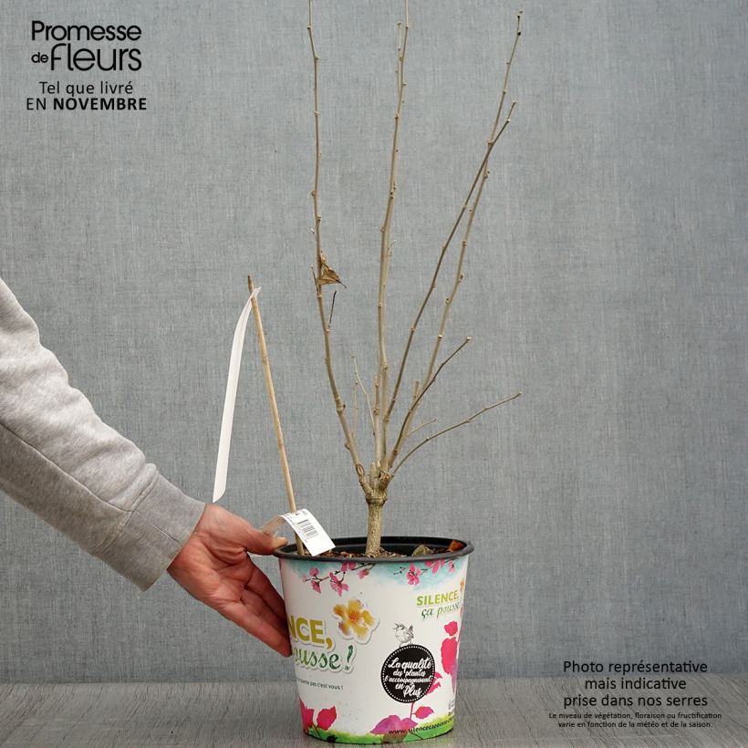 Exemplaar van Tuinhibiscus French Cabaret Rood - Hibiscus Pot van 3 l/4 l zoals geleverd in de herfst