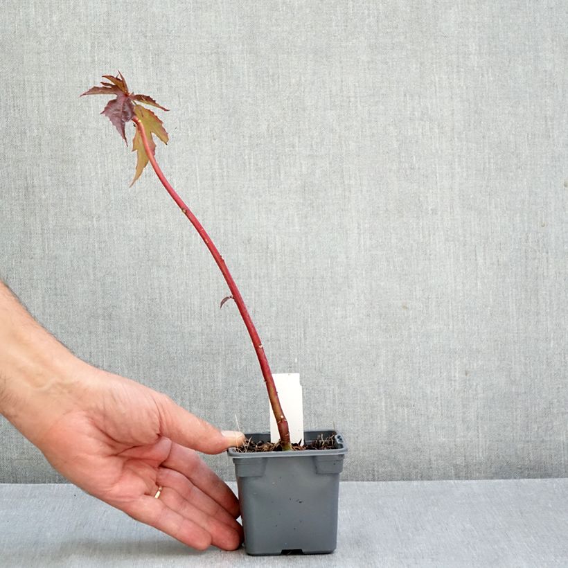 Exemplaar van Hibiscus moscheutos Carousel Ghost - Moerashibiscus Kweekpotje van 8/9 cm zoals geleverd in de herfst