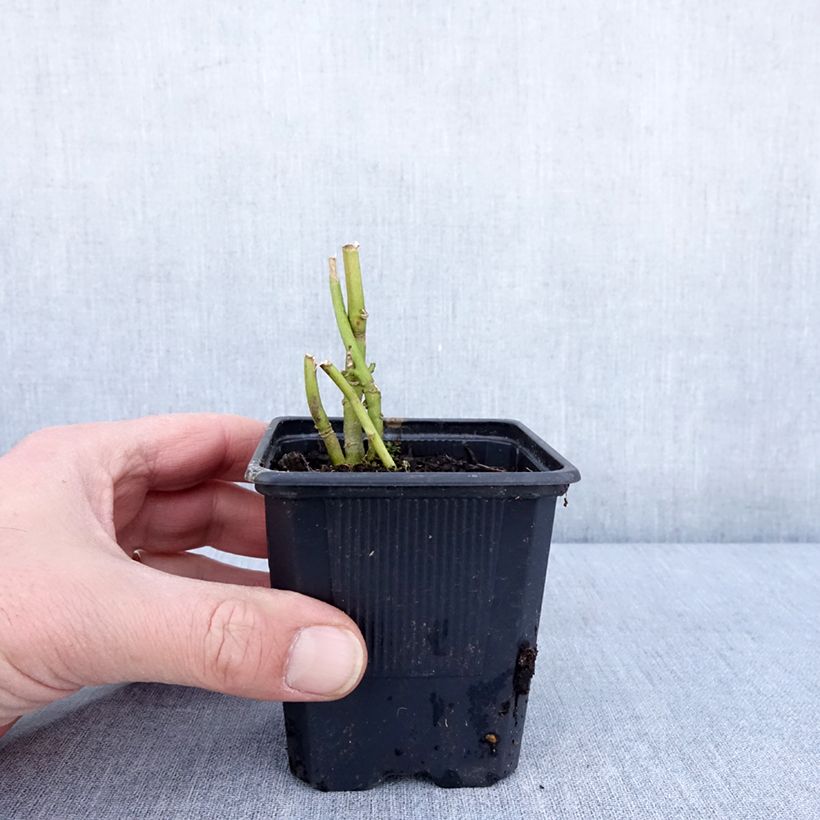 Exemplaar van Hibiscus moscheutos Carousel Ghost - Moerashibiscus Kweekpotje van 8/9 cm zoals geleverd in de winter