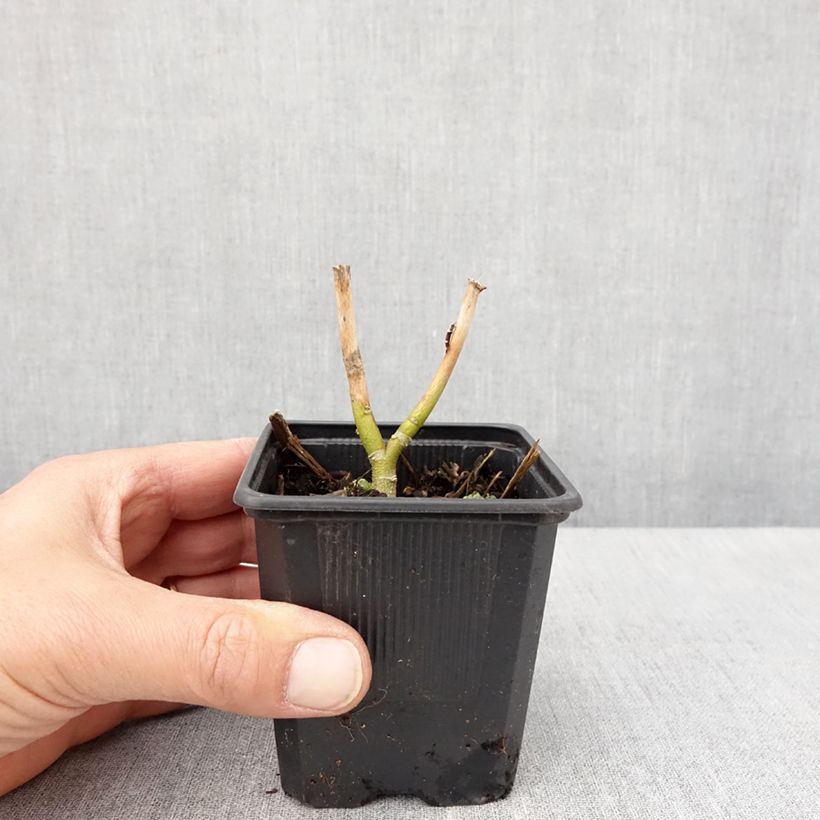 Exemplaar van Hibiscus moscheutos Carousel Ghost - Moerashibiscus Kweekpotje van 8/9 cm zoals geleverd in de lente