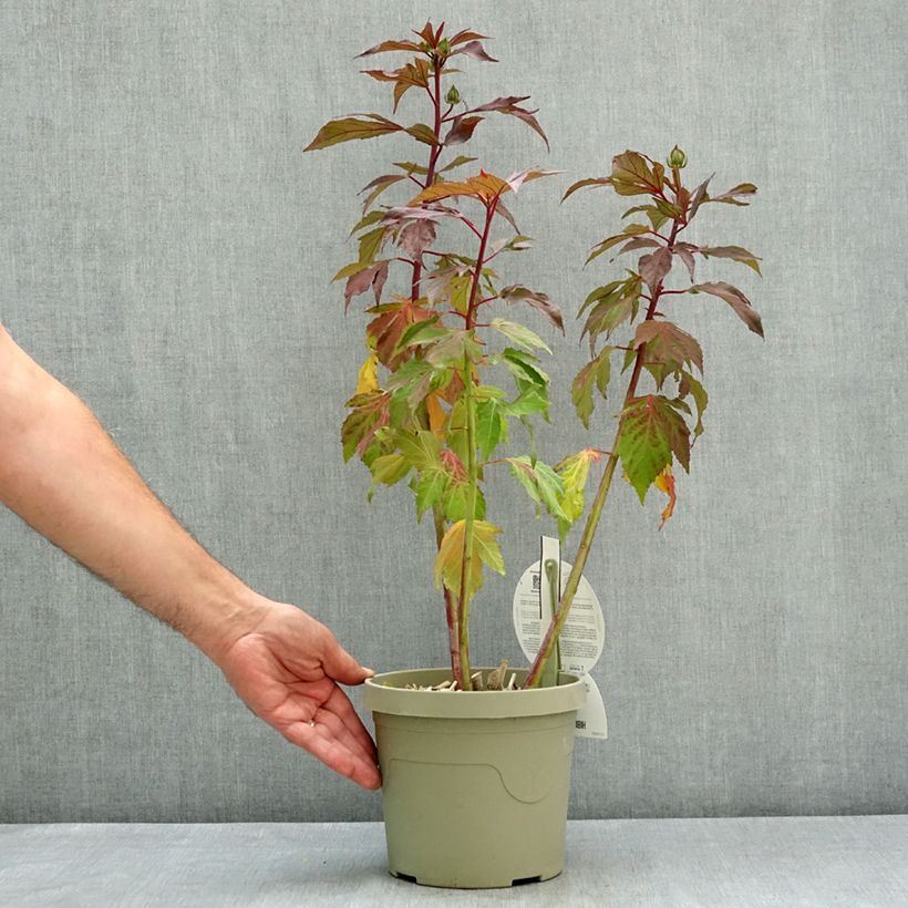 Exemplaar van Hibiscus moscheutos Carousel Ghost - Moerashibiscus Pot van 3 l/4 l zoals geleverd in de zomer