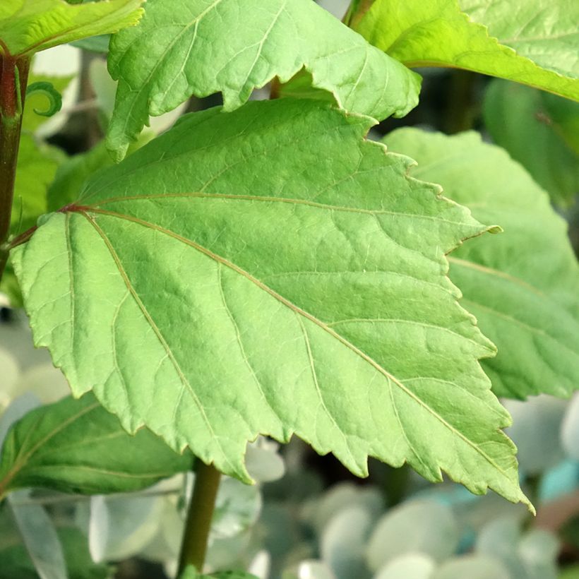 Hibiscus moscheutos Cherry Cheesecake - Moerashibiscus (Blad)