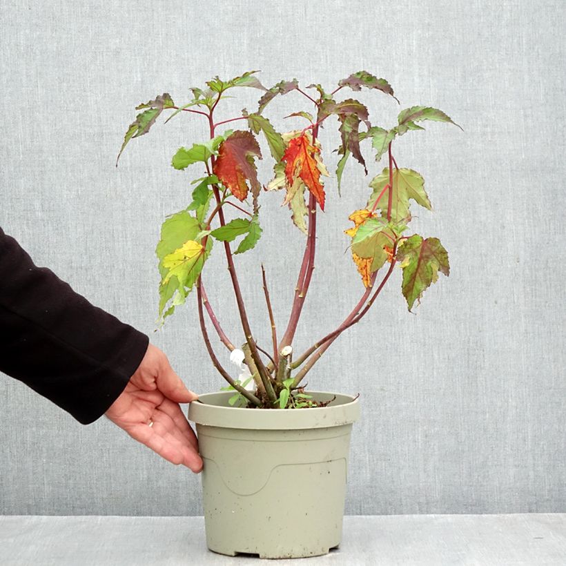 Exemplaar van Hibiscus moscheutos Pink Candy - Moerashibiscus Pot van 3 l/4 l zoals geleverd in de herfst