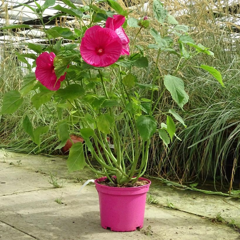 Hibiscus moscheutos Roze - Moerashibiscus (Groeiplaats)
