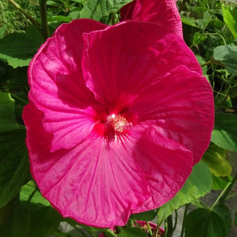 Hibiscus moscheutos Roze - Moerashibiscus (Bloei)