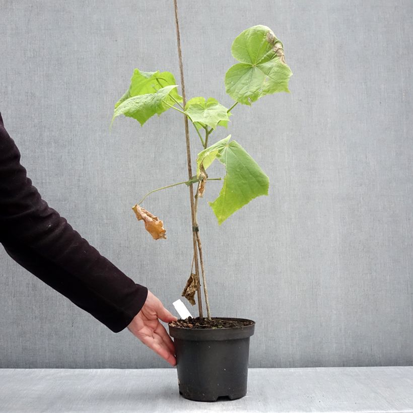 Exemplaar van Hibiscus paramutabilis Pot van 2 l/3 l zoals geleverd in de winter