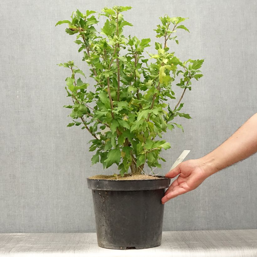 Exemplaar van Hibiscus syriacus Pink Giant - Tuinhibiscus Pot van 7,5 l/10 l zoals geleverd in de zomer