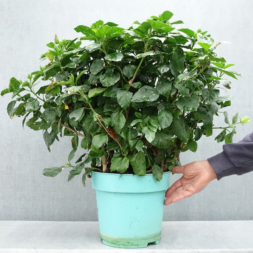 Exemplaar van Hibiscus rosa-sinensis - Chinese roos Pot van 7,5 l/10 l zoals geleverd in de lente