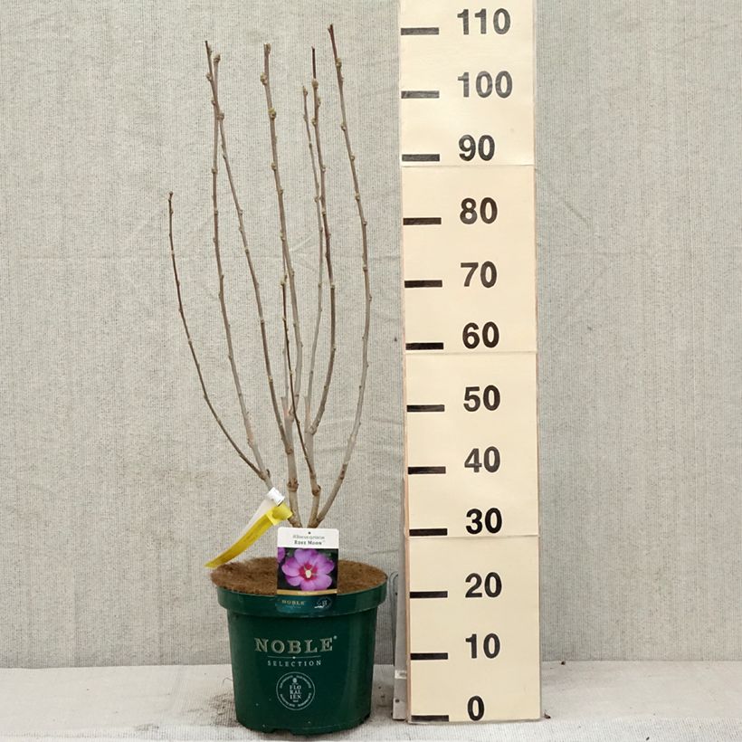 Exemplaar van Hibiscus Rose Moon - Tuinhibiscus Pot van 7,5 l/10 l zoals geleverd in de lente