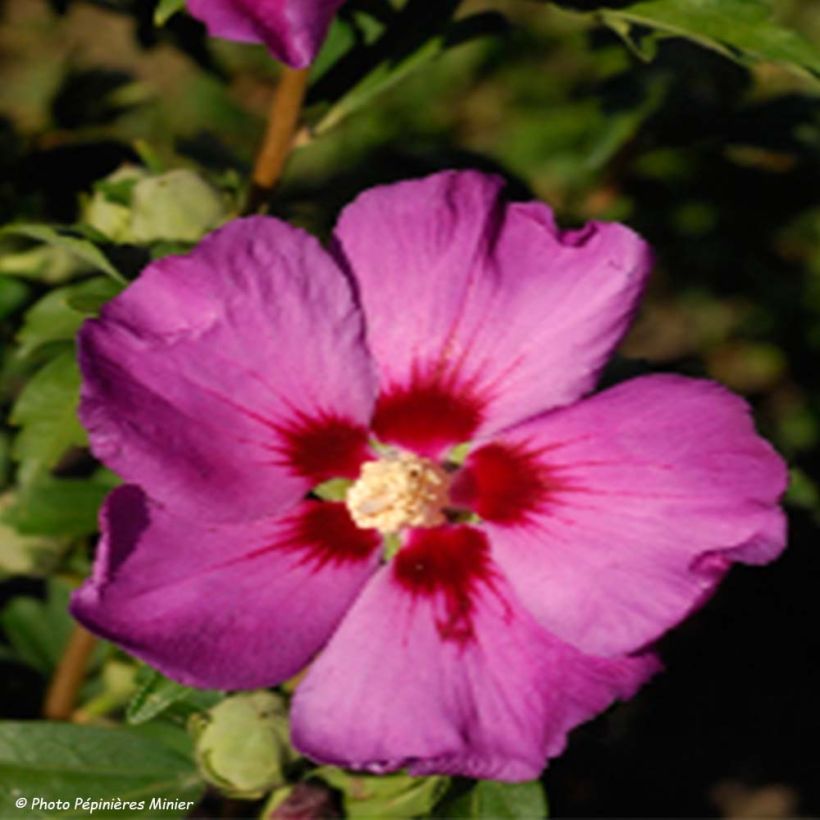 Hibiscus syriacus Russian Violet - Tuinhibiscus (Bloei)