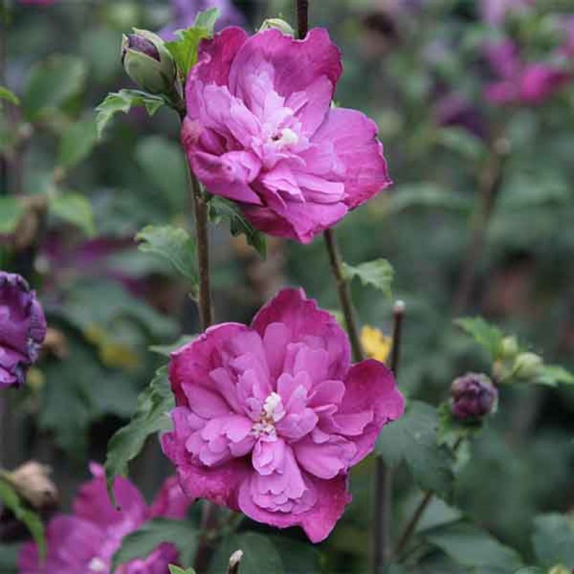 Hibiscus syriacus Purple Ruffles - Tuinhibiscus (Bloei)