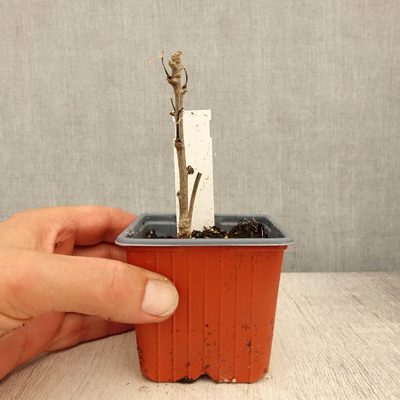 Exemplaar van Hibiscus syriacus Admiral Dewey - Tuinhibiscus Kweekpotje van 8/9 cm zoals geleverd in de lente