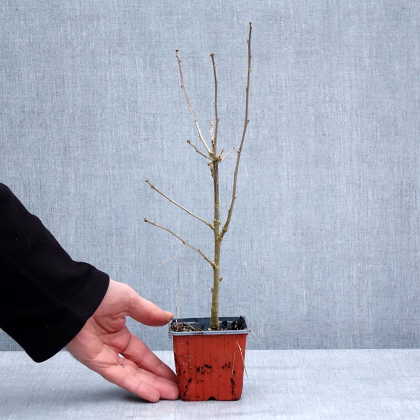 Example of Hibiscus syriacus Ardens - Tuinhibiscus Kweekpotje van 8/9 cm as you get in hiver