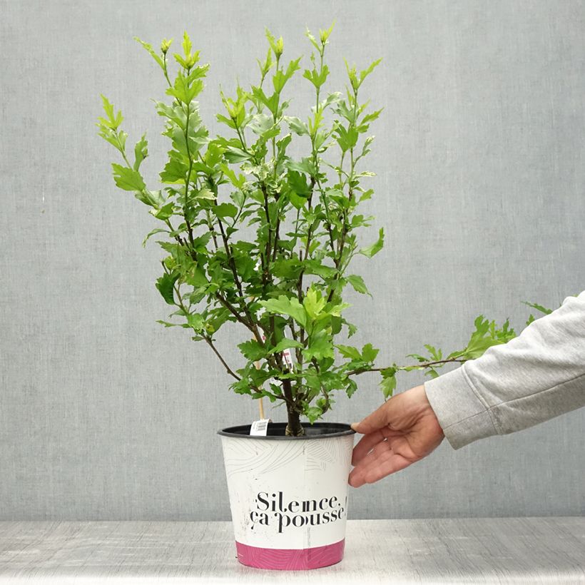 Exemplaar van Hibiscus syriacus Btwist Lavender - Tuinhibiscus Pot van 4 l/5 l zoals geleverd in de lente