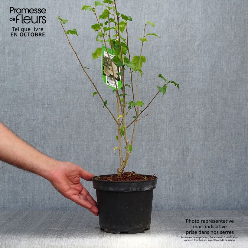 Exemplaar van Hibiscus syriacus Diana - Tuinhibiscus Pot van 3 l/4 l zoals geleverd in de herfst