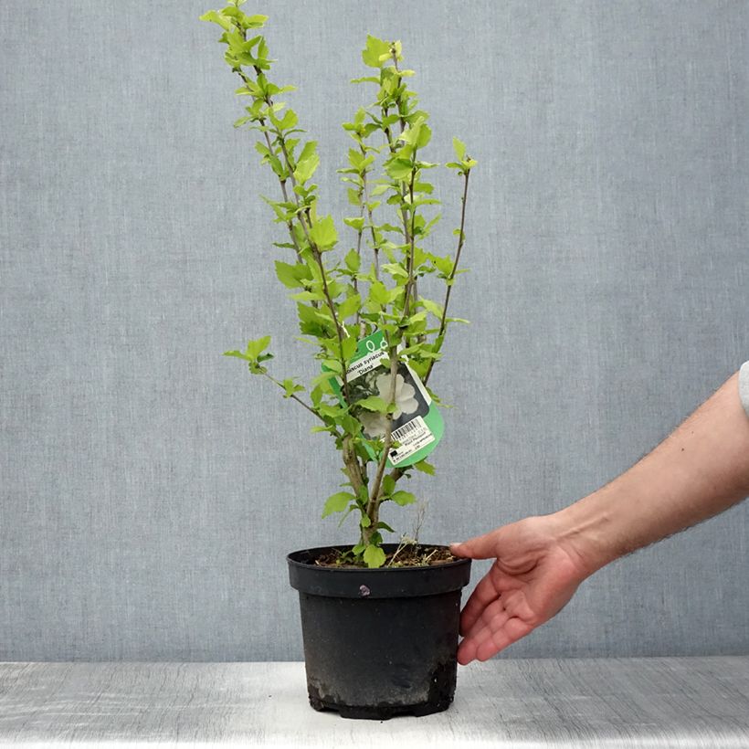 Exemplaar van Hibiscus syriacus Diana - Tuinhibiscus Pot van 3 l/4 l zoals geleverd in de zomer
